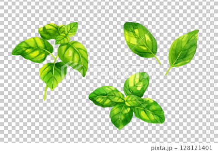バジルのセット　ハーブ・野菜の手描き水彩イラスト素材 128121401