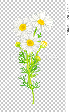 洋甘菊(草本)手繪水彩插圖 洋甘菊(草本)手繪水彩插圖 128121407