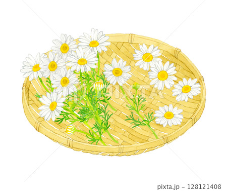竹ざるに乗ったカモミールの花　ハーブの手描き水彩イラスト素材 128121408