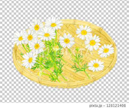 竹ざるに乗ったカモミールの花　ハーブの手描き水彩イラスト素材 128121408