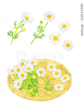 カモミールの花と竹ざるのセット　ハーブの手描き水彩イラスト素材 128121409