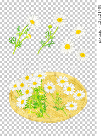 カモミールの花と竹ざるのセット　ハーブの手描き水彩イラスト素材 128121409