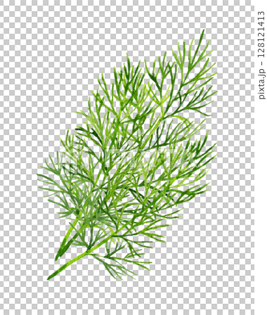 Dill (herb) Hand-drawn watercolor illustration material 128121413