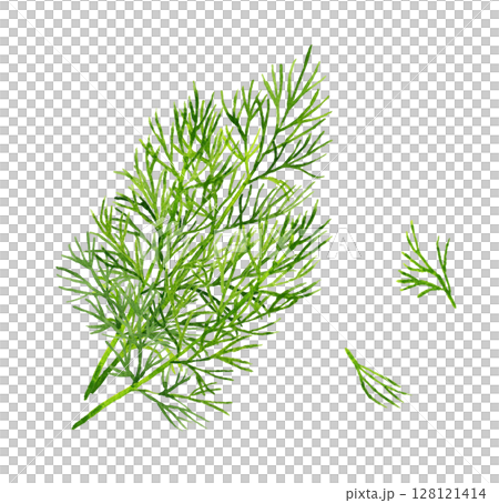 Dill (herb) Hand-drawn watercolor illustration material 128121414