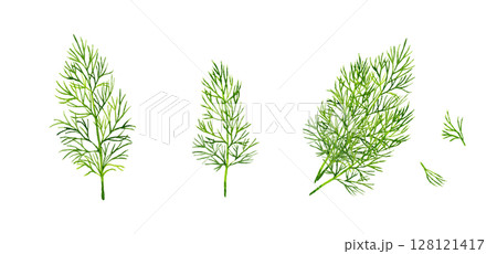 ディルのセット　ハーブの手描き水彩イラスト素材 128121417