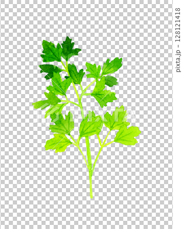 義大利歐芹香草與蔬菜手繪水彩插畫素材 義大利歐芹香草與蔬菜手繪水彩插畫素材 128121418