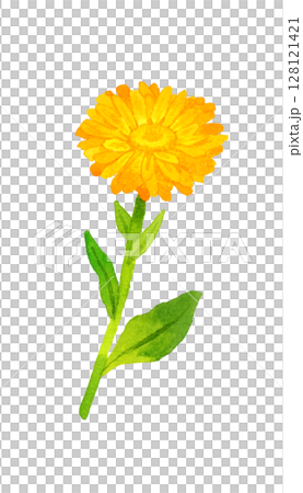 Calendula (Calendula officinalis) Herb/plant hand-drawn watercolor illustration 128121421