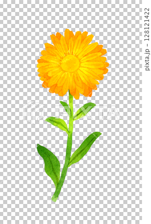 金盞花（金盞花）草本植物手繪水彩插圖 128121422