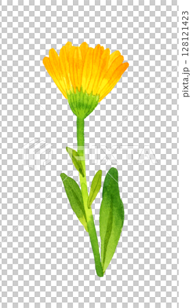 カレンデュラ（キンセンカ）　ハーブ・植物の手描き水彩イラスト素材 128121423