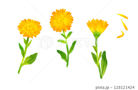 カレンデュラ（キンセンカ）のセット　ハーブ・植物の手描き水彩イラスト素材 128121424