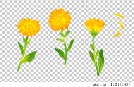 カレンデュラ（キンセンカ）のセット　ハーブ・植物の手描き水彩イラスト素材 128121424