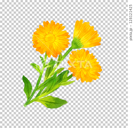 カレンデュラ（キンセンカ）　ハーブ・植物の手描き水彩イラスト素材 128121425