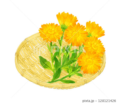 竹ざるに乗ったカレンデュラ（キンセンカ）　ハーブ・植物の手描き水彩イラスト素材 128121426