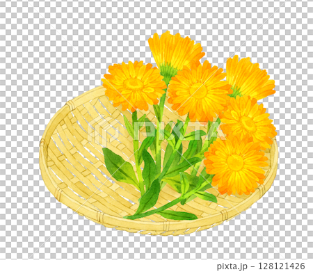 竹ざるに乗ったカレンデュラ（キンセンカ）　ハーブ・植物の手描き水彩イラスト素材 128121426