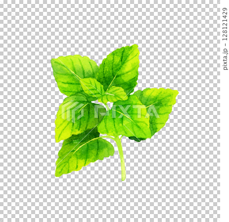 Lemon balm (herb) Hand-drawn watercolor illustration Lemon balm (herb) Hand-drawn watercolor illustration 128121429