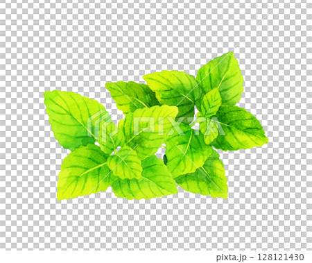 Lemon balm (herb) Hand-drawn watercolor illustration 128121430