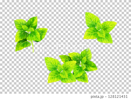 檸檬香蜂草（草本）套裝手繪水彩插畫素材 128121431