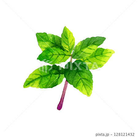 ミント（ハーブ）　手描き水彩イラスト素材 128121432