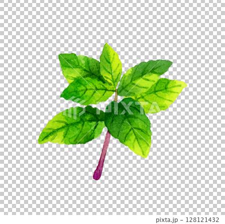 薄荷（草本植物）手繪水彩插畫素材 128121432