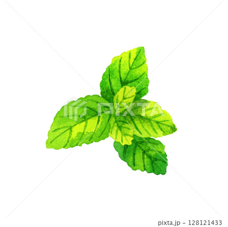 ミント(ハーブ) 手描き水彩イラスト素材 ミント(ハーブ) 手描き水彩イラスト素材 128121433