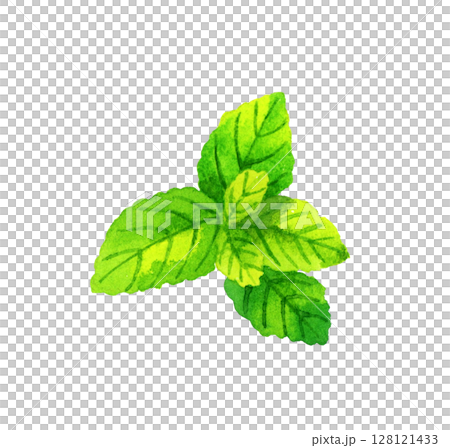 ミント(ハーブ) 手描き水彩イラスト素材 ミント(ハーブ) 手描き水彩イラスト素材 128121433