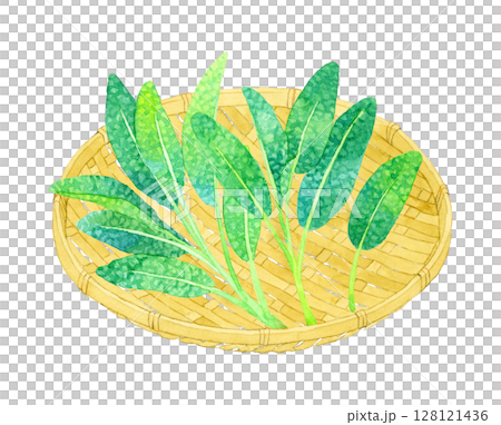 竹ざるに乗ったセージ(ハーブ) 手描き水彩イラスト素材 竹ざるに乗ったセージ(ハーブ) 手描き水彩イラスト素材 128121436