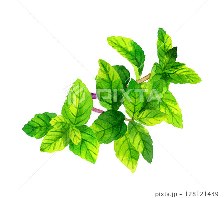 ミント　ハーブ・野菜の手描き水彩イラスト素材 128121439