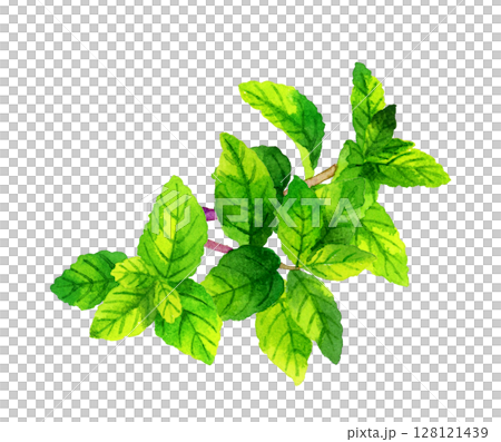 薄荷、香草和蔬菜手繪水彩插圖 128121439