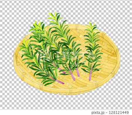 竹籃上的迷迭香（香草）手繪水彩插圖 128121449