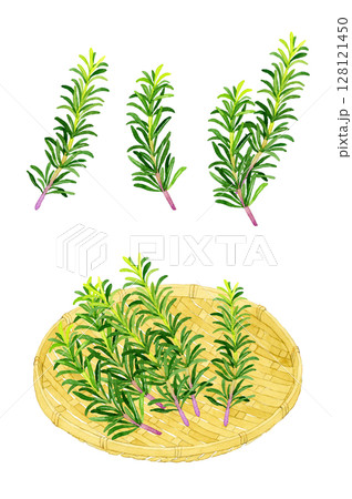 ローズマリー(ハーブ)と竹ざるのセット 手描き水彩イラスト素材 ローズマリー(ハーブ)と竹ざるのセット 手描き水彩イラスト素材 128121450