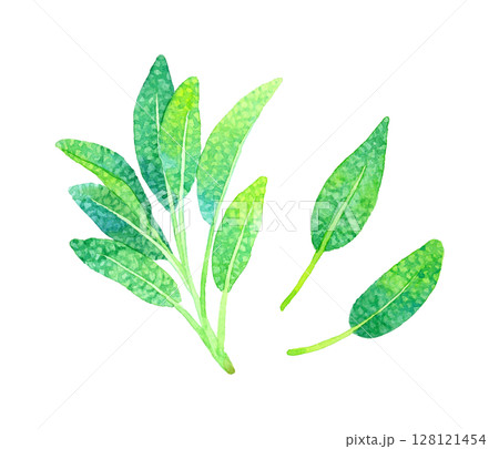 セージ（ハーブ）　手描き水彩イラスト素材 128121454