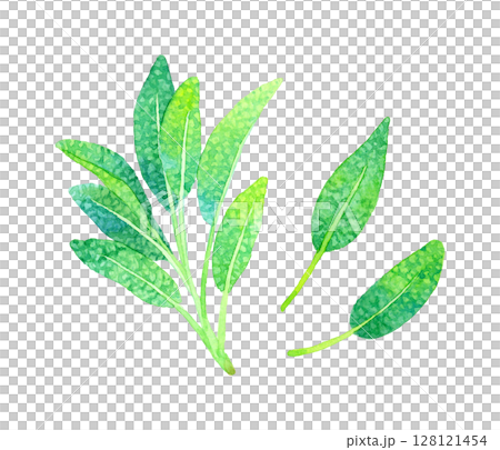 セージ（ハーブ）　手描き水彩イラスト素材 128121454