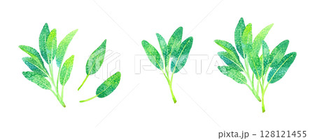 セージ（ハーブ）のセット　手描き水彩イラスト素材 128121455