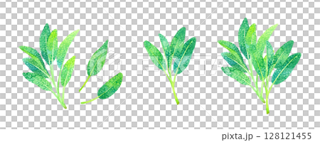 セージ（ハーブ）のセット　手描き水彩イラスト素材 128121455