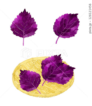 紫蘇（赤じそ）と竹ざるのセット　ハーブ・野菜の手描き水彩イラスト素材 128121456