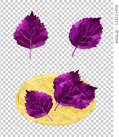 紫蘇（赤じそ）と竹ざるのセット　ハーブ・野菜の手描き水彩イラスト素材 128121456
