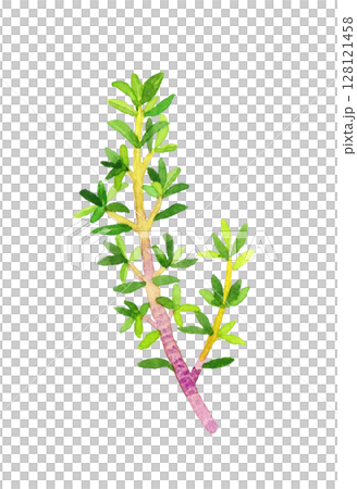 百里香(香草)手繪水彩插圖 百里香(香草)手繪水彩插圖 128121458