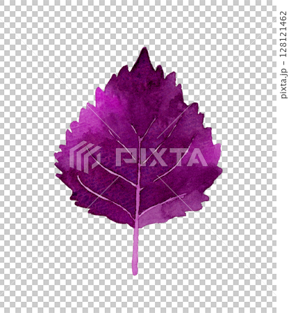 紫蘇(紅紫蘇)香草與蔬菜手繪水彩插畫素材 紫蘇(紅紫蘇)香草與蔬菜手繪水彩插畫素材 128121462