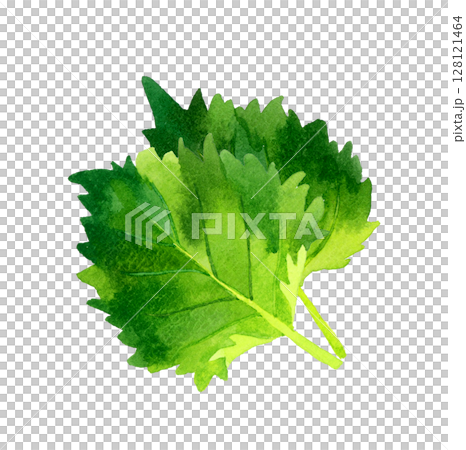 Set of shiso (green perilla) Herbs and vegetables hand-drawn watercolor illustrations 128121464