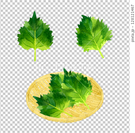 Set of shiso (green perilla) and bamboo strainer. Hand-drawn watercolor illustrations of herbs and vegetables. 128121467
