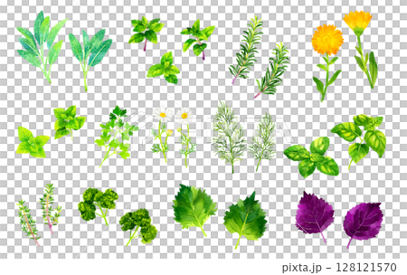 A set of various types of herbs. Hand-drawn watercolor illustrations of plants and vegetables. 128121570