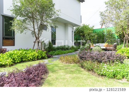 Garden with many green plant and pine tree in home back garden. 128121589