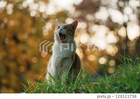 あくびが驚きの顔に見える猫 128121736