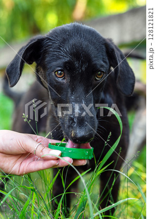 Dog drinking water from a green plastic bottle cap 128121821