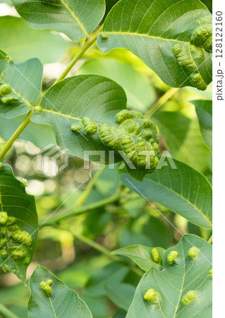 Close-Up of Walnut Tree Leaves Affected by Aceria erinea Gall Mites 128122160