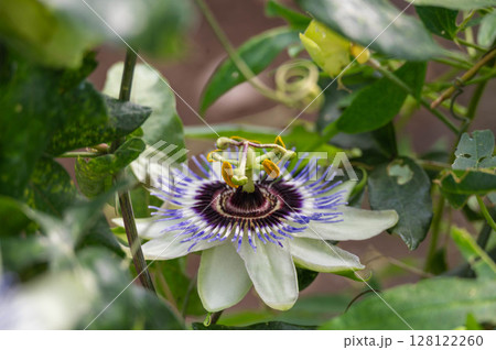 果物時計草の花 128122260