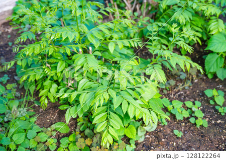 種から増やしたカレーリーフ 128122264