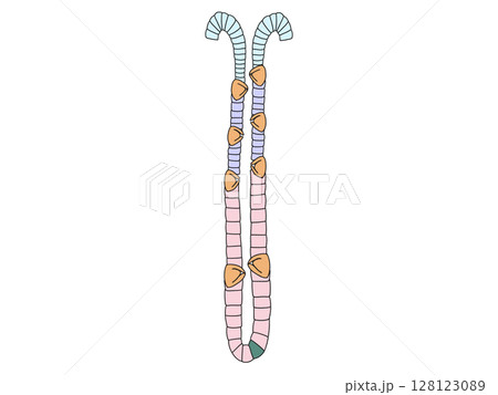 消化器の解剖生理　胃底腺　文字なし 128123089