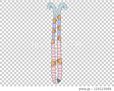 消化器の解剖生理　胃底腺　文字なし 128123089