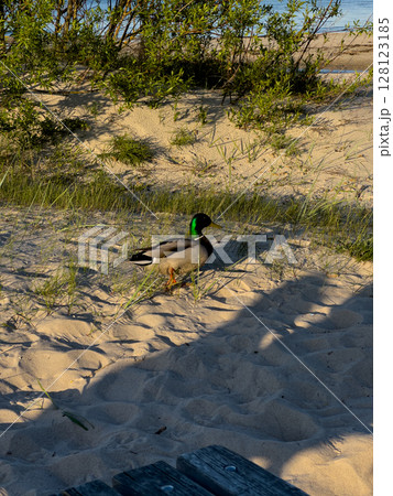 Mallard duck resting on sandy beach during a sunny afternoon near water Mallard duck resting on sandy beach during a sunny afternoon near water 128123185